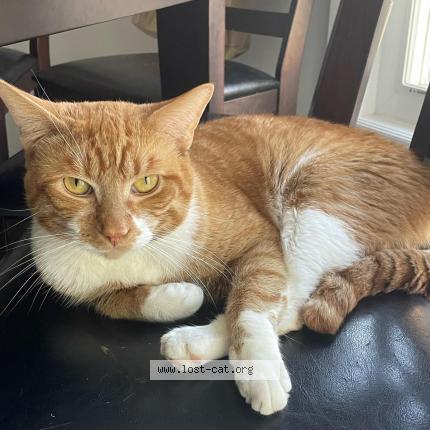 Photo 1/1 Cat reunited Lost in Mississauga