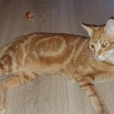 Picture of cat lost at Veyre Monton