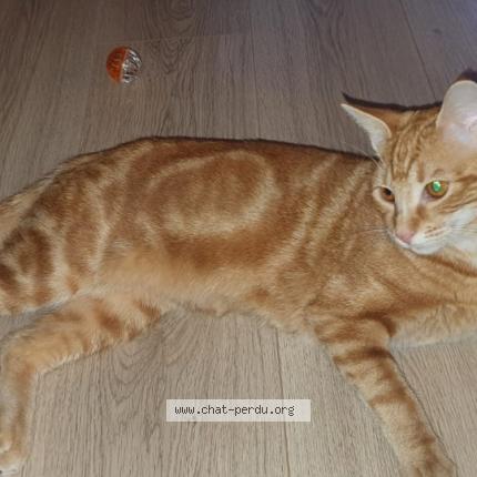 Photo 1/1 Cat reunited Lost in Veyre monton