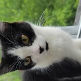 Picture of cat lost at Laval