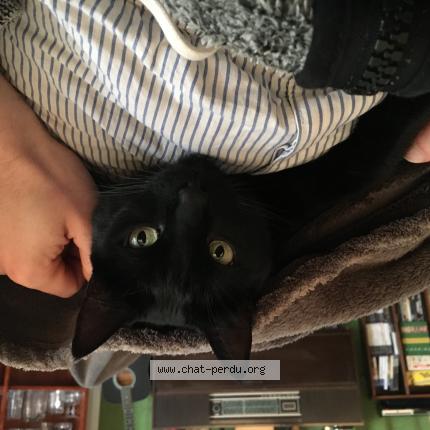 Foto 1/1 Kat teruggevonden Vermist in Auderghem