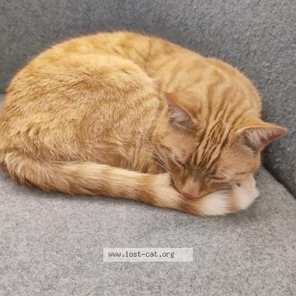 Found ginger hot sale cat