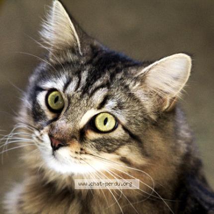 Foto 1/1 Kat teruggevonden Vermist in Schaerbeek