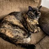 Picture of cat lost at Edmonton