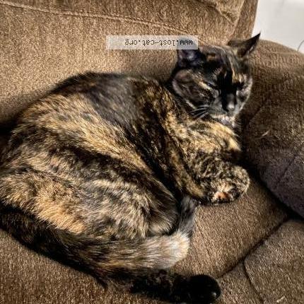 Photo 1/1 Cat reunited Lost in Edmonton