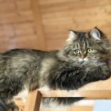 Picture of cat lost at Ecublens