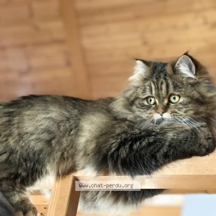 Photo 1/1 Moon Chat lost in Ecublens