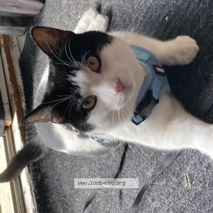 Photo 1/1 Cat reunited Lost in Vittoria