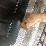 Picture of cat found at Scarborough