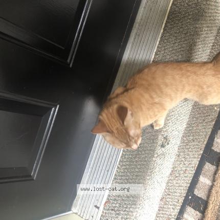 Photo 1/2 Cat reunited Found in Scarborough