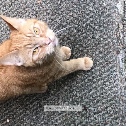 Photo 2/2 Cat reunited Found in Scarborough