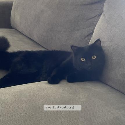 Photo 1/1 Cat reunited Lost in Victoria