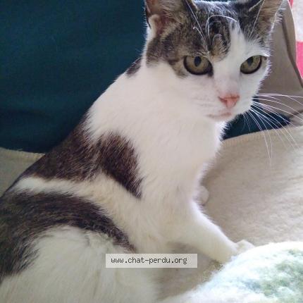 Foto 1/1 Kat teruggevonden Vermist in Coxyde