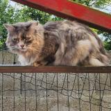 Picture of cat lost at Yvetot