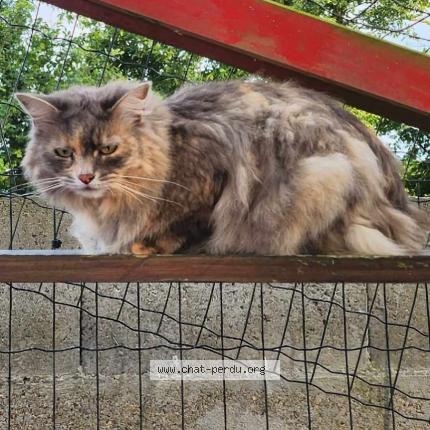 Photo 1/1 Rebelle Chat lost in Yvetot