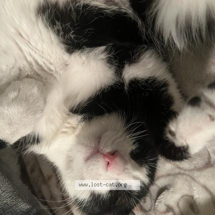Picture of cat lost at Boulder