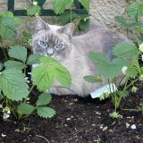 Picture of cat lost at Lyon