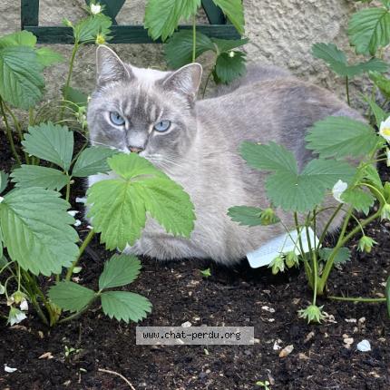 Photo 1/1 Cat reunited Lost in Lyon