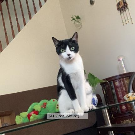 Picture of cat lost at New York