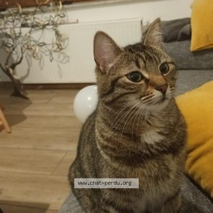 Foto 1/1 Kat teruggevonden Vermist in Laeken