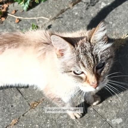 Foto van gevonden kat in Rebecq