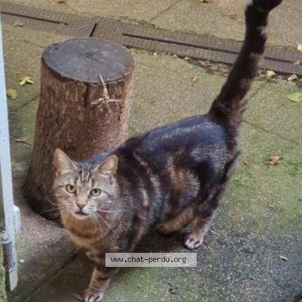 Photo 1/1 Pepito Chat lost in Valframbert