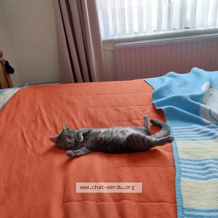 Foto van vermiste kat in Oreye
