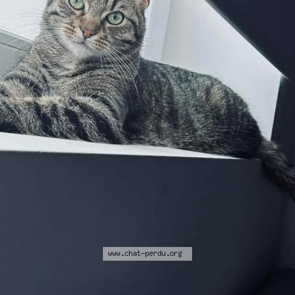 Foto 1/1 Kat teruggevonden Vermist in Liege