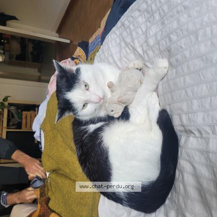 Foto 2/2 Gatto ritrovato Smarrito a Lausanne