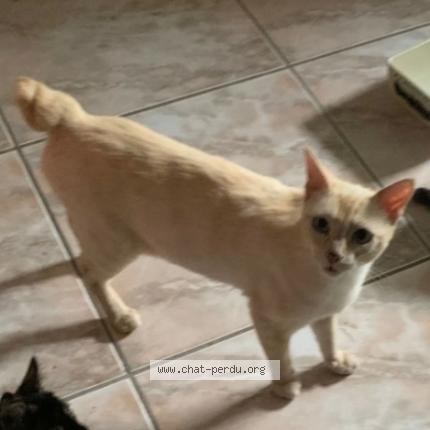 Photo 1/1 Cat reunited Lost in Toulouse