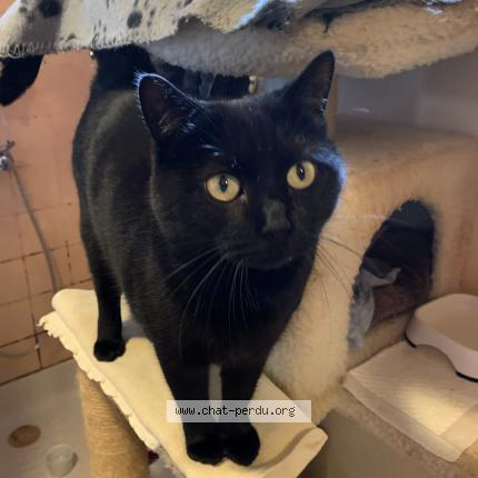 Photo 1/1 Cat reunited Lost in Mortroux