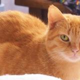 Picture of cat lost at Antony