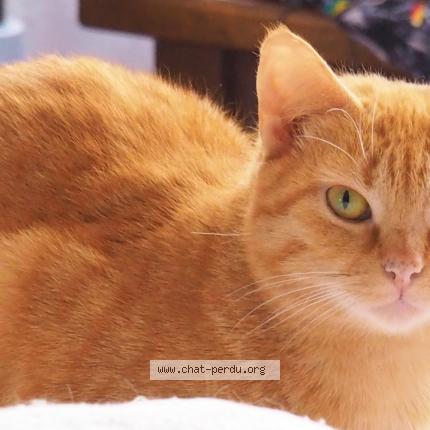 Photo 1/1 Cat reunited Lost in Antony