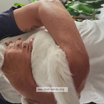 Foto einer gefundenen Katze in Reconvilier