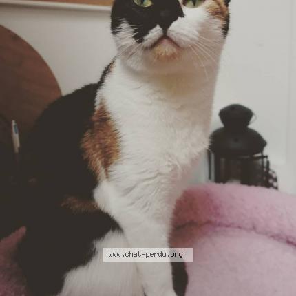 Foto van vermiste kat in Mons
