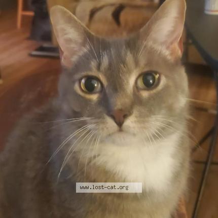 Picture of cat lost at Dallas