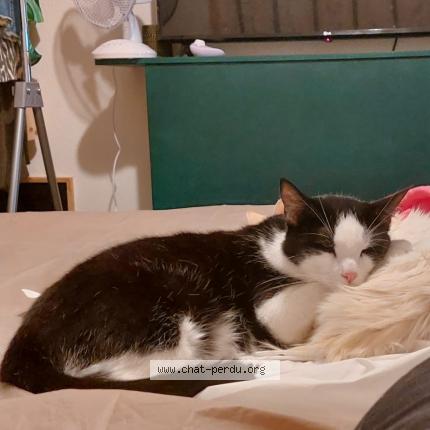 Foto einer verlorenen Katze in Geneve