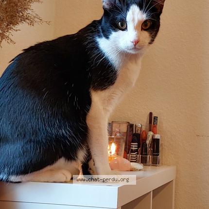 Foto einer verlorenen Katze in Geneve