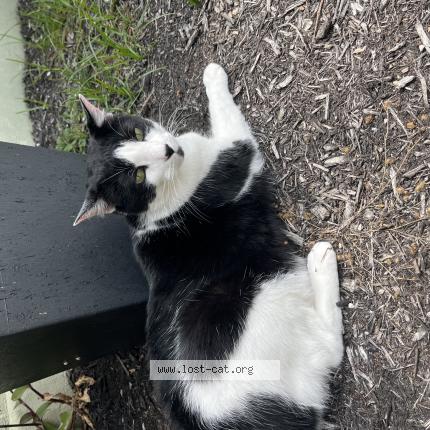 Picture of cat lost at Round Rock