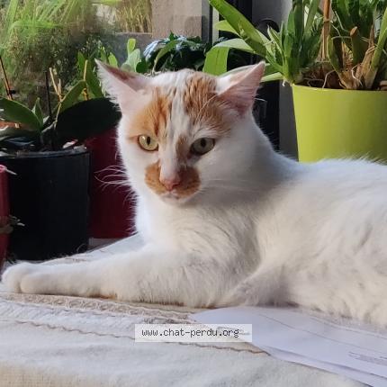 Foto 1/4 Kat teruggevonden Vermist in Uccle Ixelles