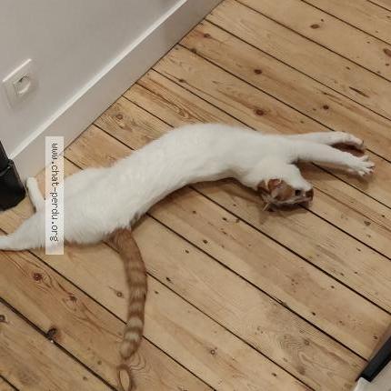Foto 2/4 Kat teruggevonden Vermist in Uccle Ixelles