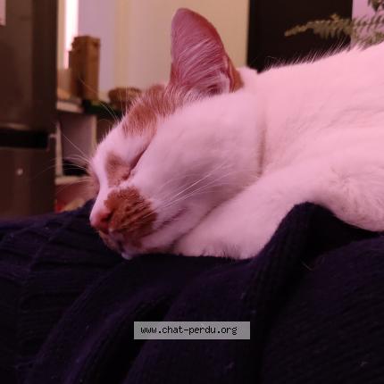 Foto 3/4 Kat teruggevonden Vermist in Uccle Ixelles