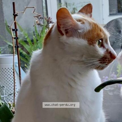 Foto 4/4 Kat teruggevonden Vermist in Uccle Ixelles