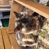 Picture of cat lost at Eguilles