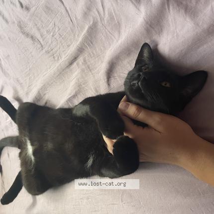 Photo 1/1 Reunited cat Lost in Vancouver
