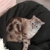 Picture of cat lost at Beurey Sur Saulx