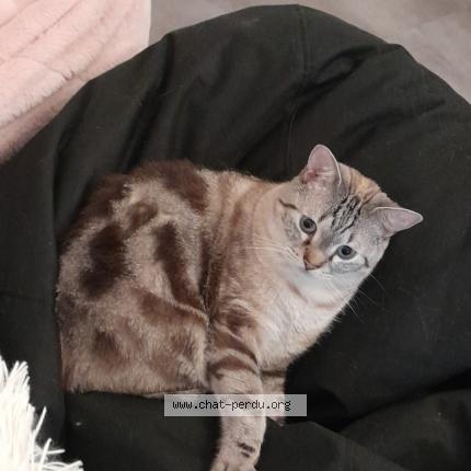 Photo 1/1 Swan Chat lost in Beurey sur saulx