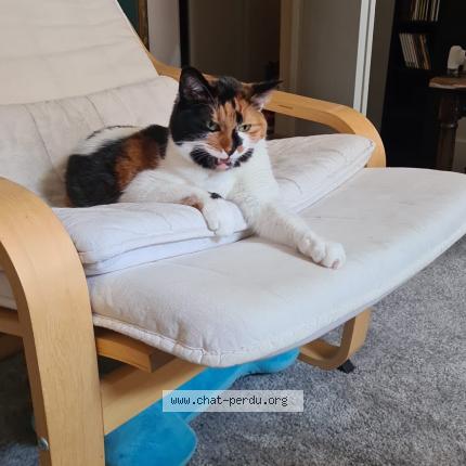 Foto einer verlorenen Katze in Bevaix