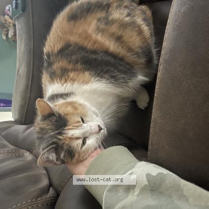 Picture of cat lost at Spanaway