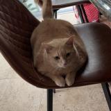 Picture of cat lost at Laval